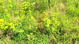 GARDEN WITH US | Planting our Garden & Vegetable Garden Tour | Minnesota Life