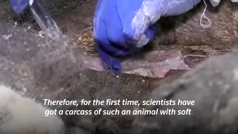 3,500-year-old bear found in Siberian permafrost dissected