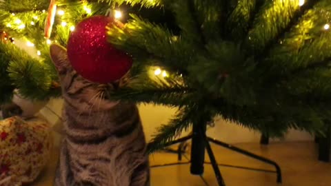 Cat chewing Christmas tree branch