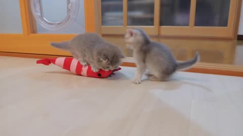 The kittens who get into fights over toys are so cute