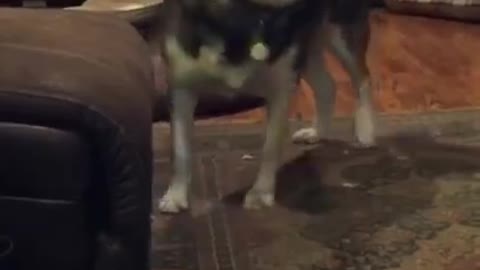 Husky Dog Goes Off On His Owner