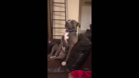 Exhausted pit bull tries so hard to fight off sleep
