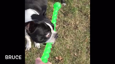 Bruce plays tug of war in slow motion