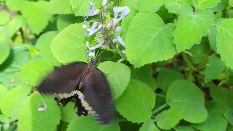 Common mormon butterfly drinking nectar