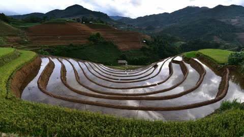 Terraced Rice Field.
