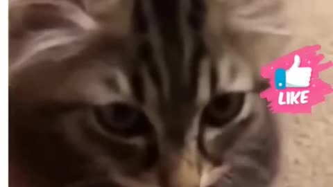 Cat funny video