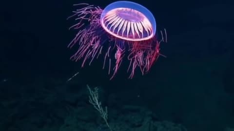 THIS JELLYFISH SPECIES HAS NEVER BEEN CAUGHT ON TAPE TILL NOW !