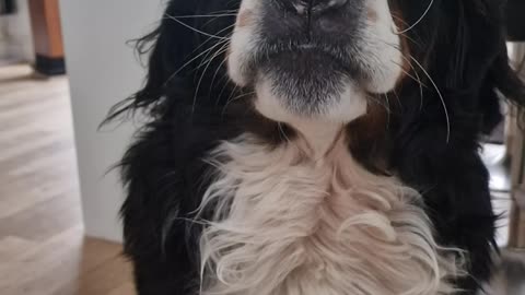 Cute Bernese Mountain Dog eating in slow motion