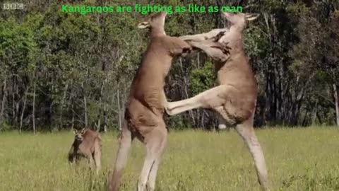 Two Kangaroos are boxing fighting.