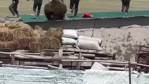 Don't mess with the bear