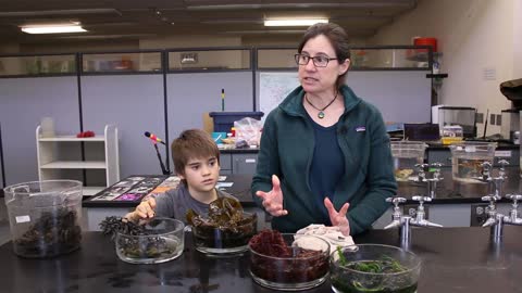 Ocean Science Discovery Lab: Food Webs