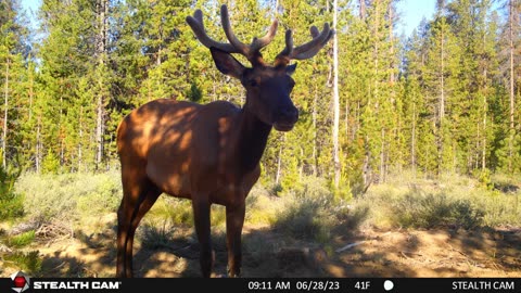 Central Oregon Elk on Trail cam 2023