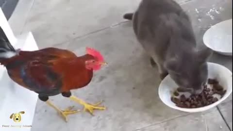 The Rooster & Cat / Петух И Кошка