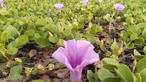 Beautiful Lotus Flowers #satisfying #short