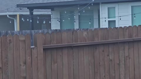 Neighbor's Dog Peeks Over Fence to Look for Friends