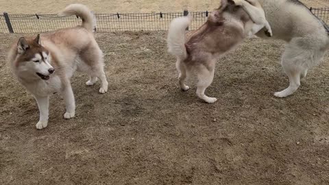 Husky Puccitan, a dog that enjoys playing with friends.