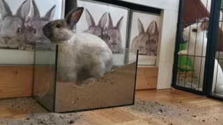 Do you like rabbits?Watch this cute rabbit
