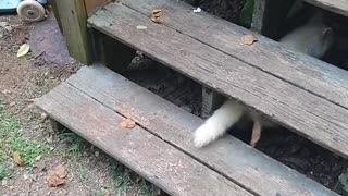 Rare Albino Raccoon Runs Away With Bowl