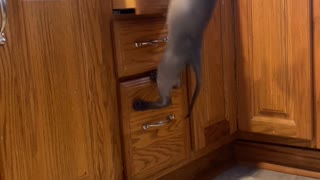Cat's Climb Ends in Suspended Surprise