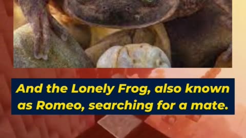 4 Loneliest Animal in The World