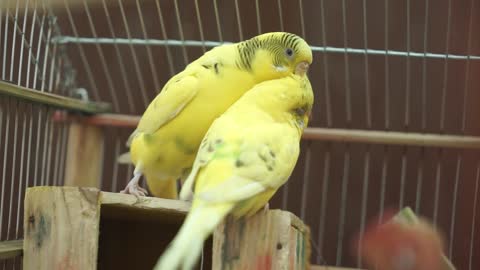 Close-Up Video Of Yellow Birds Perched On A Wood Surface