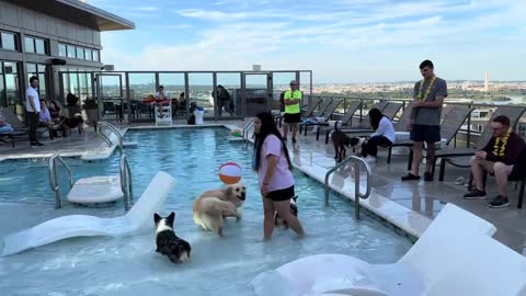 Pets, parties, dogs, pet parties, rooftop pool parties