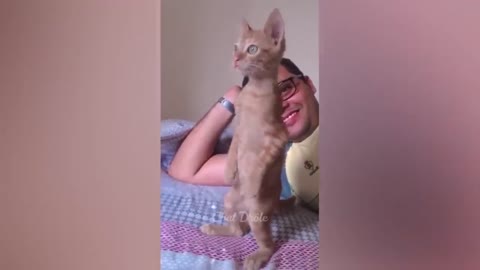 Funny cats videos ever,Essayer De Ne Pas Rire ✪ Vidéo De Chat À Mourir De Rire