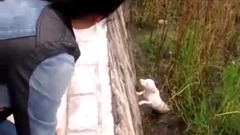 Guy dangles from a low bridge to rescue a stranded little dog!