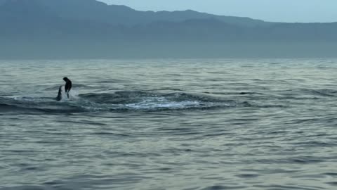 A blue whale attacks a seal