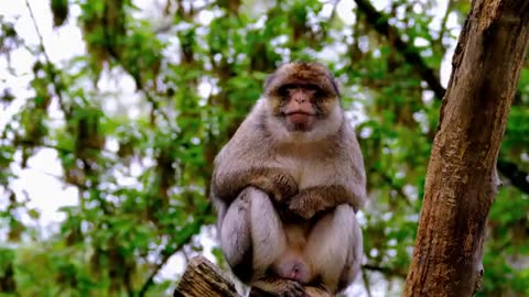 MONKEY CUTE VIDEOS 4K