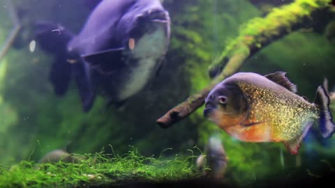 Tropical freshwater fish and moss in a tank