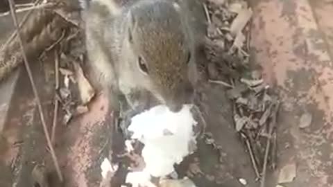 Squirrel Eating Rice
