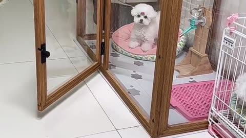 Cute Dog Lock His self in a cage