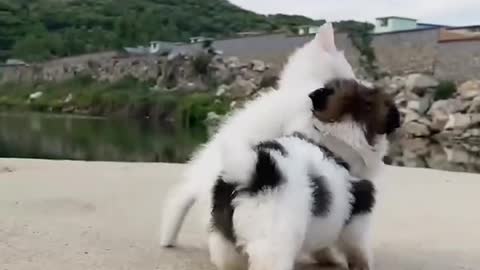 Baby Dogs: Cute and Funny Dog Videos