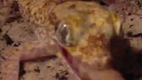 A gecko quickly pounces on its worm prey and devours it