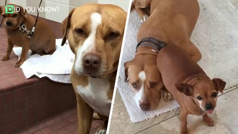 Pit Bull Dog Refuses To Leave Shelter Without Best Friend