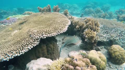 Video from the depths of the ocean is incredible