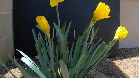 Daffodils Blooming
