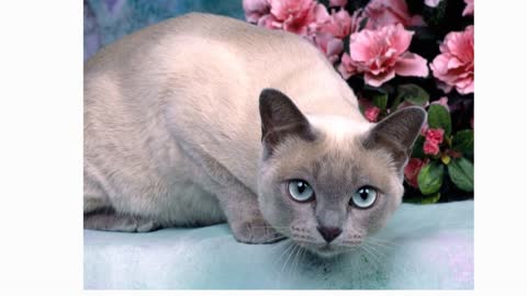 The Tonkinese Cat 101 :Breed Personality