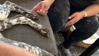 Tickling Dog's Paw Causes Collateral Damage