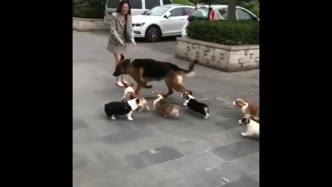 🐶🐕🎉🥰: "Adorable 🐶 Puppies' Playdate with a Big Dog 🐕💖!"