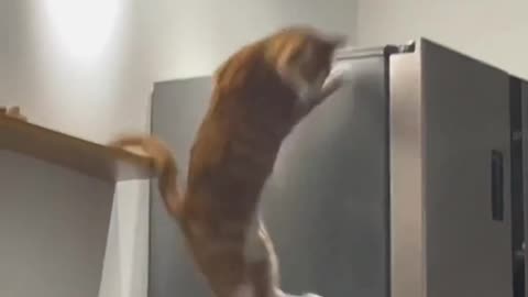 funny videos of cats