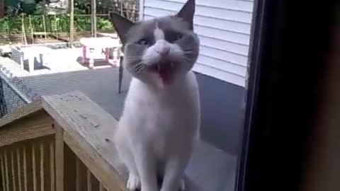 Naughty cat making very funny sounds