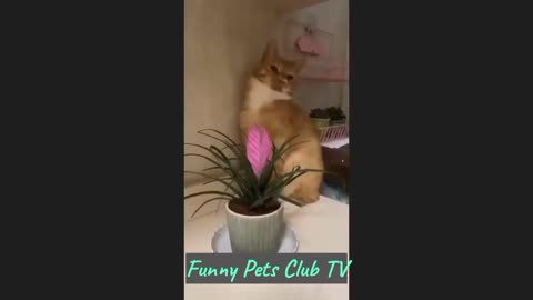 Funny Animal Videos 🤣 Funniest Cats and Dogs Videos 2024