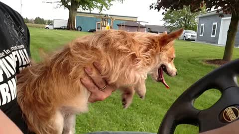 Adorable Dog Thinks She's Running As Fast As The Golf Cart