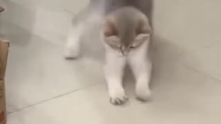 Funniest Videos 2023 😂 Funny Cats 🐱 #cute​ #cat​ #short​ #117​