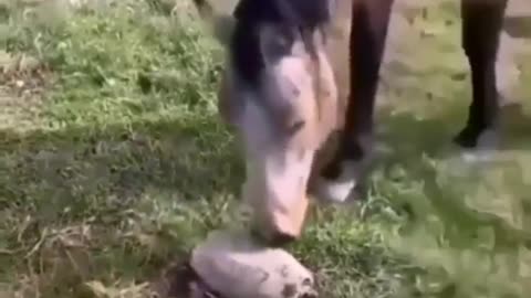 Amazing video of animals having fun, very funny