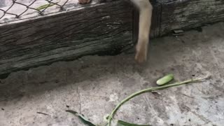 Clever Monkey Snags Out of Reach Snack