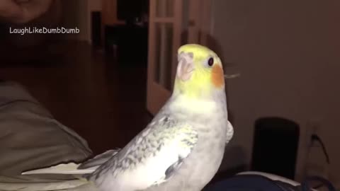 Cockatiel singing, very cute