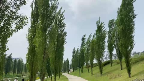 The sound of wind tickling trees.